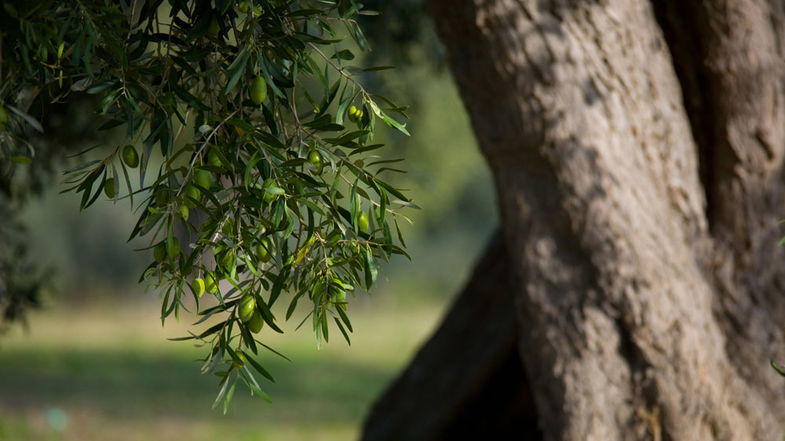 Agricoltura, Smiriglia: «Crollo di oltre 70% per la stagione olivicola 2024»