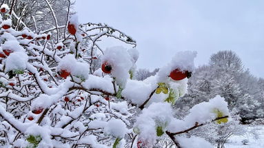 È arrivata la prima neve in Sila e sul Pollino