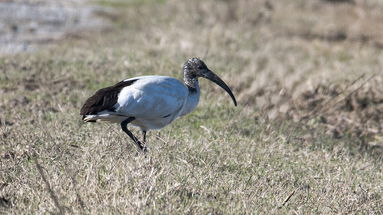 L'Ibis Sacro ha scelto la Calabria: tra bellezza e criticità di una specie invasiva