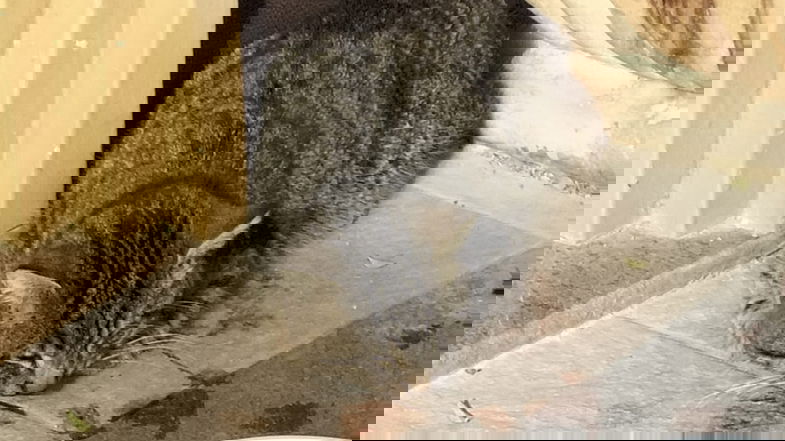 Co-Ro, gatto non soccorso perché mancano gattili: morto per avvelenamento