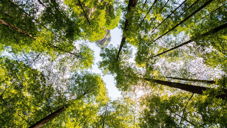 Cassano Jonio riceve l’attestato di partecipazione al progetto “10.000 nuovi alberi”