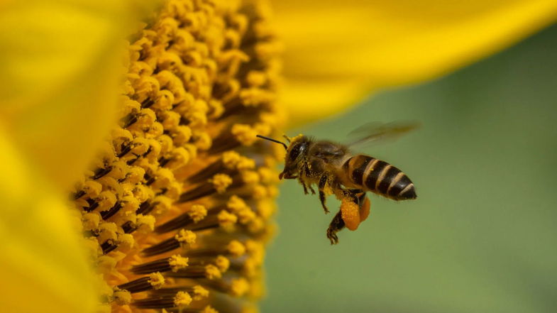 L’Arsac e Amendolara in difesa della biodiversità