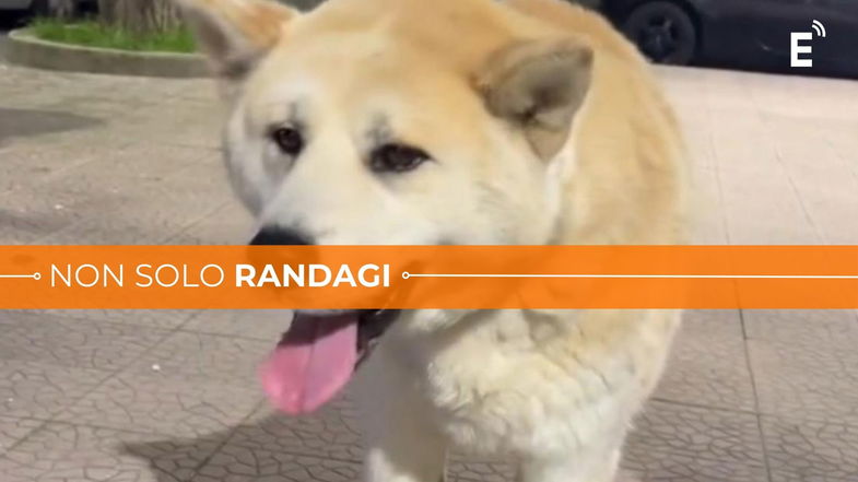 Co-Ro, aggredito da due cani mentre passeggia. «Ho dovuto portare il mio cane a Trebisacce per curarlo»