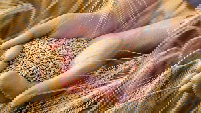 Invasione di grano canadese e i prezzi crollano. Coldiretti: «Uno scandalo»