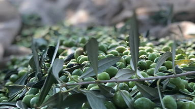 Oli d'Italia 25, quattro su dieci sono a Co-Ro: il valore dell'oro verde che in molti ancora snobbano