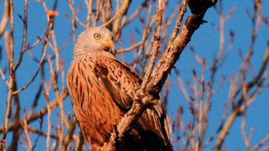 Nasce il nuovo “Atlante degli Uccelli Nidificanti” per il Parco Nazionale del Pollino
