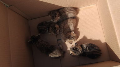 Co-Ro, la polizia locale ambientale salva 5 gattini
