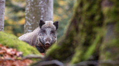 Il Parco Nazionale della Sila adotta il Piano per la gestione sostenibile del cinghiale