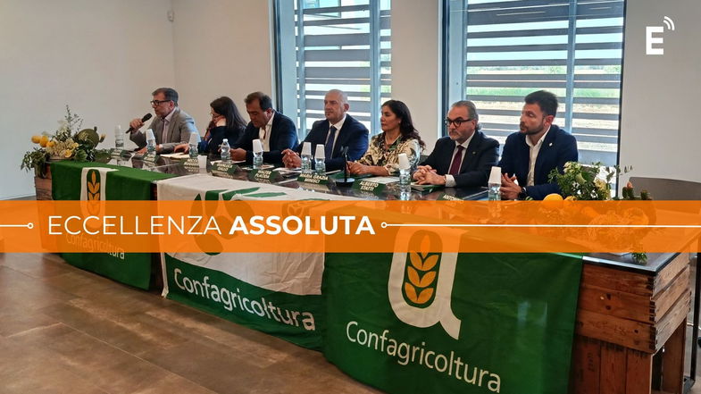 Valorizzare l'oro verde di Calabria: si guarda al futuro senza tralasciare la tradizione