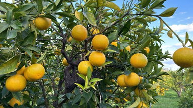 Nasce un nuovo presidio Slow Food Calabria: l’arancia bionda tardiva di Trebisacce
