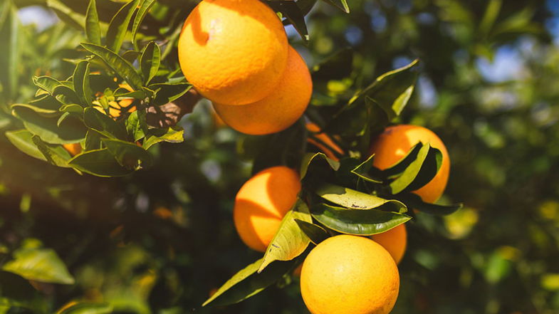 Trebisacce celebra la bionda tardiva e le vigne in un convegno per valorizzare le identità locali