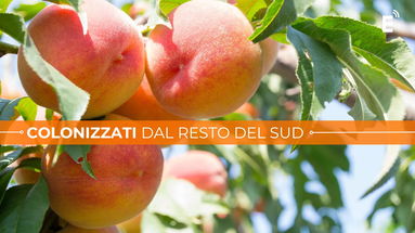 La produzione agricola della Sibaritide sempre meno competitiva: quando la piastra del freddo?