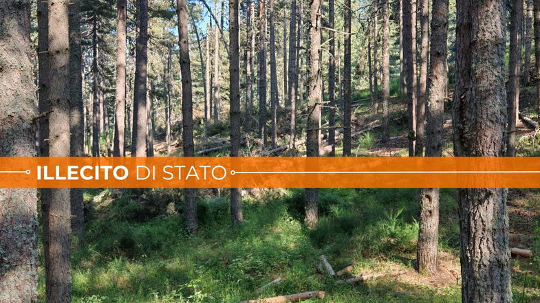 La Sila Greca è una polveriera: lo scaricabarile tra Comuni, Provincia e Regione lascia i boschi in condizioni allucinanti