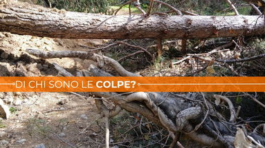 La polveriera dei boschi di Corigliano-Rossano in preda allo scaricabarile della burocrazia