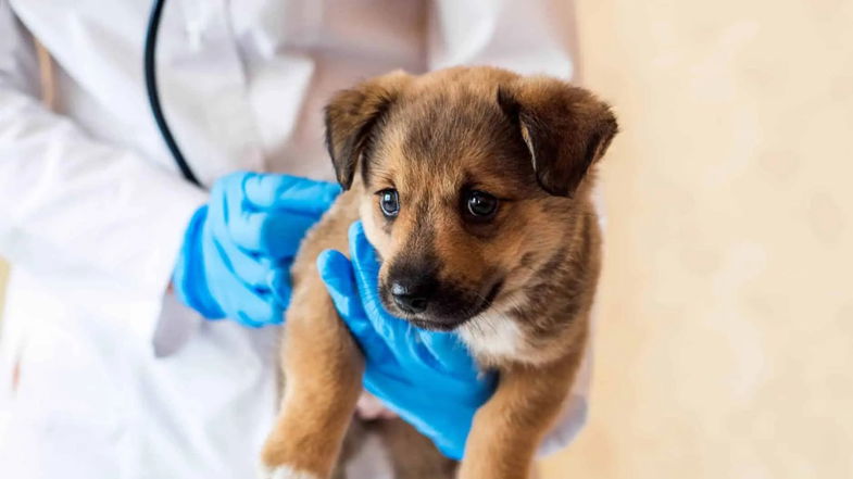 Morano avvia la campagna di identificazione canina