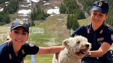 Abbandonare un animale non è solo un atto crudele, è soprattutto un reato