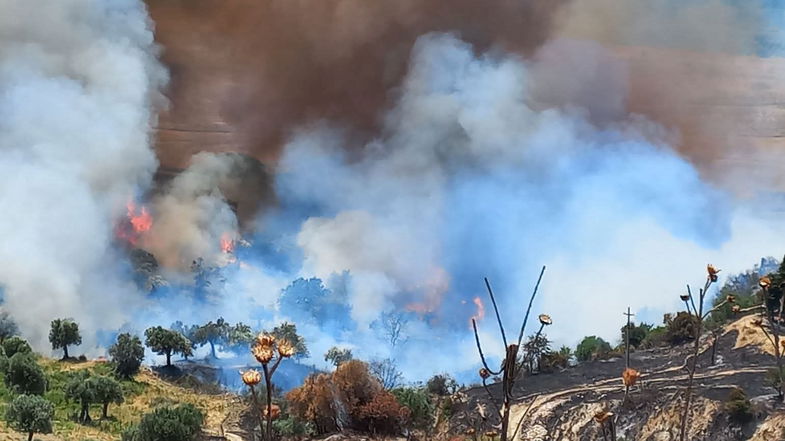 Brucia la Sila-Greca, incendio devastante tra Crosia e Caloveto