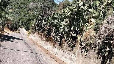 Decoro e sicurezza, 25 chilometri di strade ripulite a Cropalati