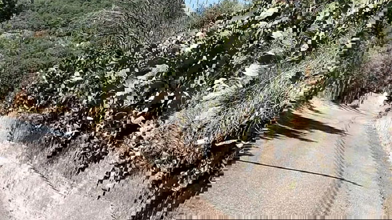 Decoro e sicurezza, 25 chilometri di strade ripulite a Cropalati