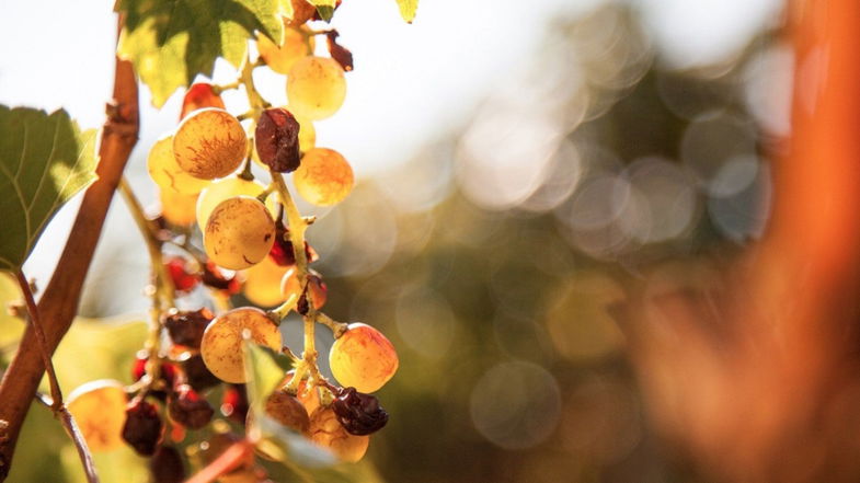 La storia millenaria del Moscato di Saracena al Vinitaly di Sibari
