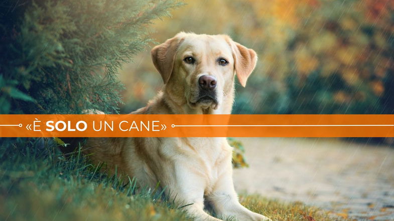 Nessuna cura dal servizio veterinario dell'Asp. Rocky muore lontano dai suoi affetti