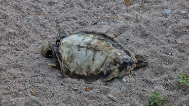 La carcassa di una tartaruga trovata in spiaggia a Sant'Angelo