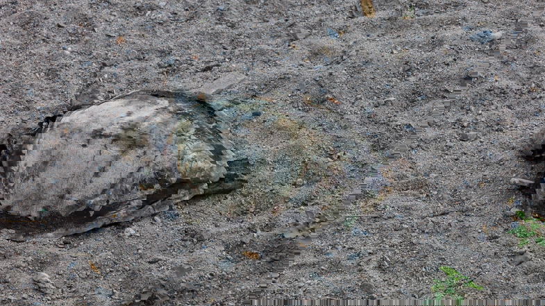 La carcassa di una tartaruga trovata in spiaggia a Sant'Angelo
